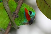 Double-eyed Fig-Parrot (Cyclopsitta diophthalma)